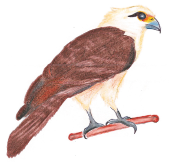 Pigua